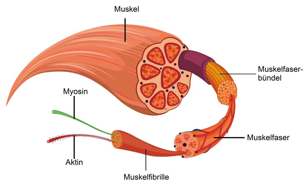 Grafische Darstellung vom Aufbau eines Muskels vom Muskelfaserbündel über Muskelfaser und Muskelfibrille bis hin zu Myosin und Aktin